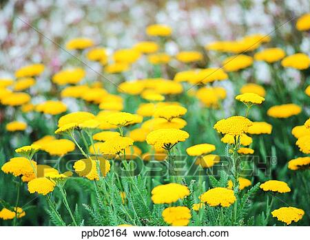 flower, flower garden, flower image, day, yellow color, plant View Large Photo Image Picture - flower, flower garden, flower image, day, yellow color, plant. Fotosearch