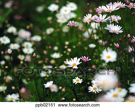 flower, flower garden, flower image, day, wild camomile, wild flower, field flower View Large Photo Image Stock Image - flower, flower garden, flower image, day, wild camomile, wild flower, field flower. Fotosearch