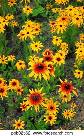 flower, flower garden, flower image, day, yellow color, cone flower View Large Photo Image Stock Image - flower, flower garden, flower image, day, yellow color, cone flower. Fotosearch