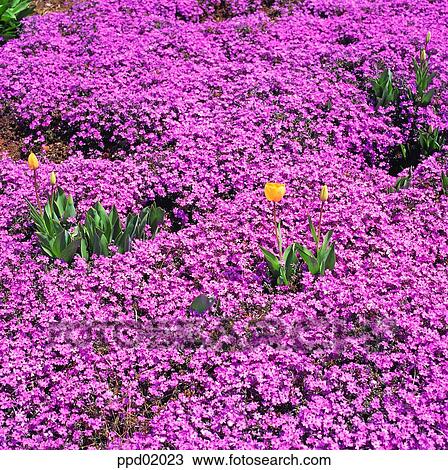 flower, flower garden, flower image, day, pink color, plant View Large Photo Image Stock Image - flower, flower garden, flower image, day, pink color, plant. Fotosearch