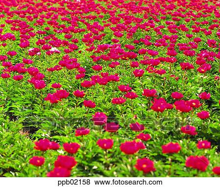 flower, flower garden, flower image, day, plant, outdoor View Large Photo Image Stock Photo - flower, flower garden, flower image, day, plant, outdoor. Fotosearch