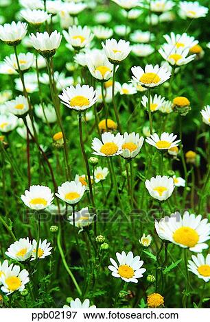 flower, flower garden, flower image, day, wild camomile, wild flower, field flower View Large Photo Image Stock Photo - flower, flower garden, flower image, day, wild camomile, wild flower, field flower. Fotosearch