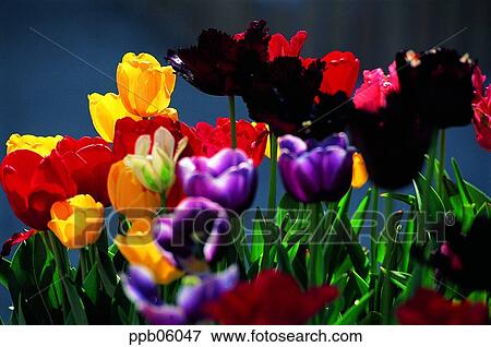 flower, flower garden, flower image, day, plant, outdoor View Large Photo Image Stock Photo - flower, flower garden, flower image, day, plant, outdoor. Fotosearch