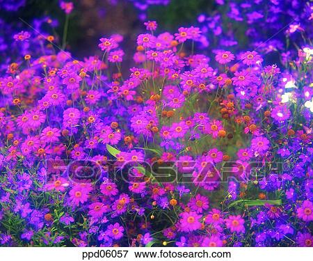 flower, flower garden, flower image, day, wild flower, field flower, pink color View Large Photo Image Stock Photo - flower, flower garden, flower image, day, wild flower, field flower, pink color. Fotosearch