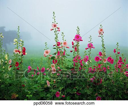 flower, flower garden, flower image, day, wild flower, field flower, lotus View Large Photo Image Stock Photo - flower, flower garden, flower image, day, wild flower, field flower, lotus. Fotosearch