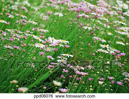 flower, flower garden, flower image, day, wild camomile, wild flower, field flower View Large Photo Image Stock Photograph - flower, flower garden, flower image, day, wild camomile, wild flower, field flower. Fotosearch