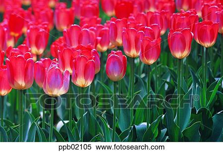 flower, flower garden, flower image, day, plant, outdoor View Large Photo Image Stock Photography - flower, flower garden, flower image, day, plant, outdoor. Fotosearch