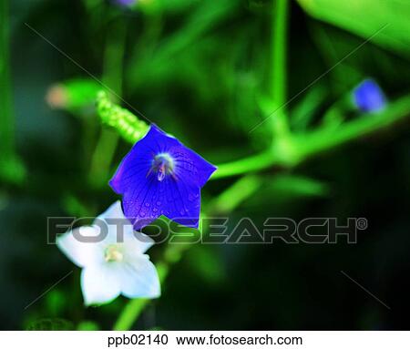 flower, flower image, day, balloon flower, two blossoms, plant View Large Photo Image Stock Image - flower, flower image, day, balloon flower, two blossoms, plant. Fotosearch