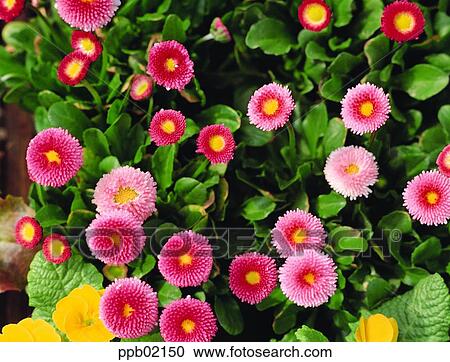 flower, flower image, day, daisy, pink color, plant View Large Photo Image Stock Image - flower, flower image, day, daisy, pink color, plant. Fotosearch