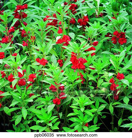 flower, flower image, day, garden balsam, garden balsam, plant View Large Photo Image Stock Photography - flower, flower image, day, garden balsam, garden balsam, plant. Fotosearch