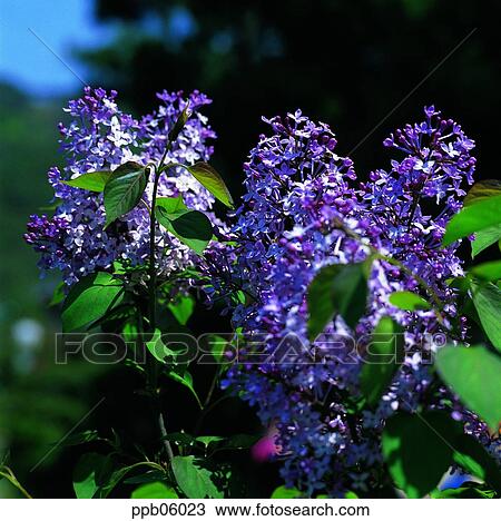 flower, flower image, day, lilac, purple, spring View Large Photo Image Stock Image - flower, flower image, day, lilac, purple, spring. Fotosearch