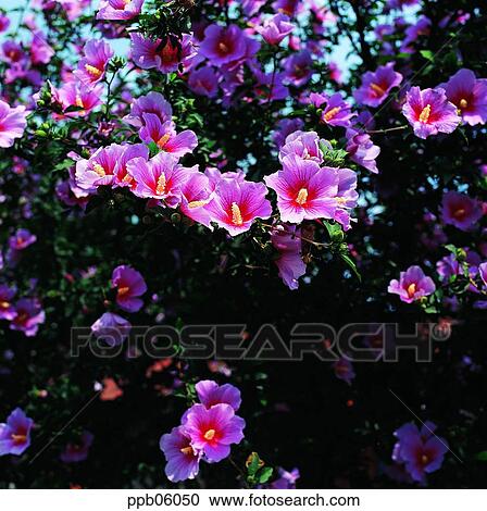 flower, flower image, day, national flower of Korea, mugungwha, national flower of Korea, mugungwha View Large Photo Image Stock Image - flower, flower image, day, national flower of Korea, mugungwha, national flower of Korea, mugungwha. Fotosearch