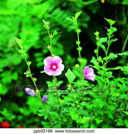 flower, flower image, day, national flower of Korea, mugungwha, plant View Large Photo Image Stock Photograph - flower, flower image, day, national flower of Korea, mugungwha, plant. Fotosearch