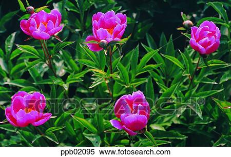 flower, flower image, day, pink color, plant, outdoor View Large Photo Image Stock Photography - flower, flower image, day, pink color, plant, outdoor. Fotosearch