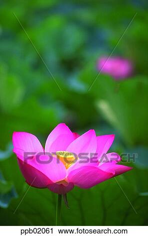 Stock Image - flower, flower image, day, plant, outdoor, exterior. Fotosearch