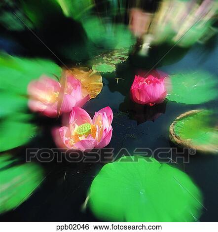 flower, flower image, day, plant, outdoor, exterior View Large Photo Image Stock Photograph - flower, flower image, day, plant, outdoor, exterior. Fotosearch