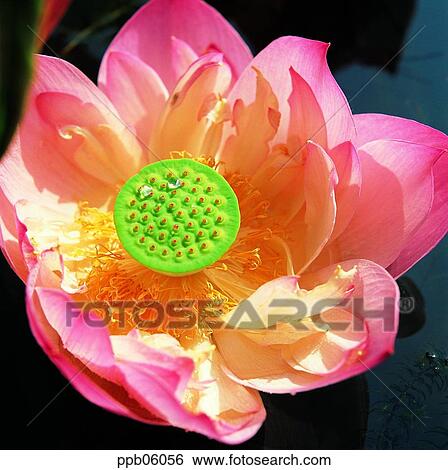Stock Photograph - flower, flower image, day, plant, outdoor, exterior. Fotosearch