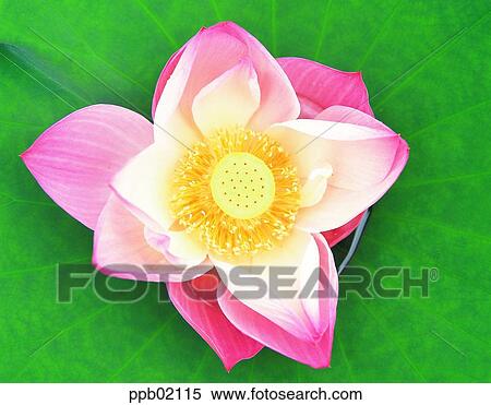 Stock Photography - flower, flower image, day, plant, outdoor, exterior. Fotosearch