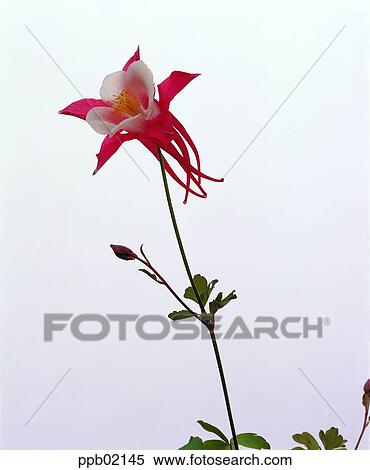 flower, flower image, day, plant, outdoor, exterior View Large Photo Image Stock Photography - flower, flower image, day, plant, outdoor, exterior. Fotosearch