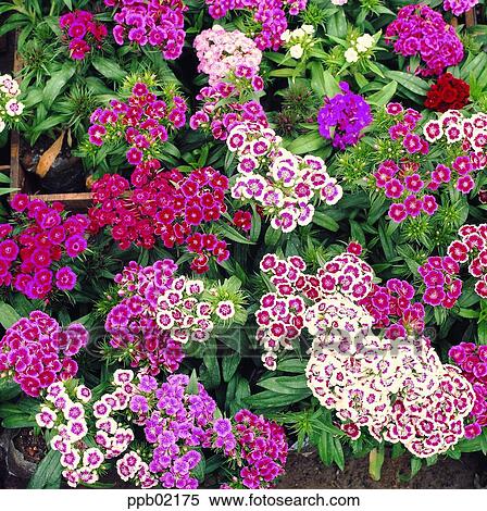 flower, flower image, day, plant, outdoor, exterior View Large Photo Image Stock Photography - flower, flower image, day, plant, outdoor, exterior. Fotosearch