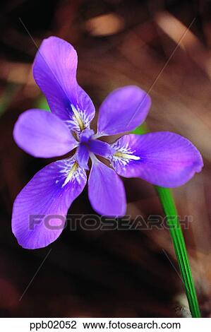 flower, flower image, day, purple, blue flag, plant View Large Photo Image Stock Image - flower, flower image, day, purple, blue flag, plant. Fotosearch