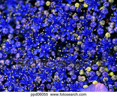 Stock Photography - flower, flower image, day, purple, plant, outdoor. Fotosearch