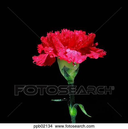 flower, flower image, day, red color, plant, carnation View Large Photo Image Picture - flower, flower image, day, red color, plant, carnation. Fotosearch