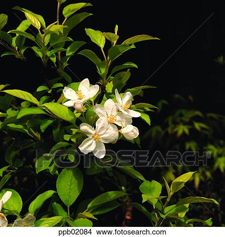 flower, flower image, day, sakura, potted plant, plant View Large Photo Image Picture - flower, flower image, day, sakura, potted plant, plant. Fotosearch