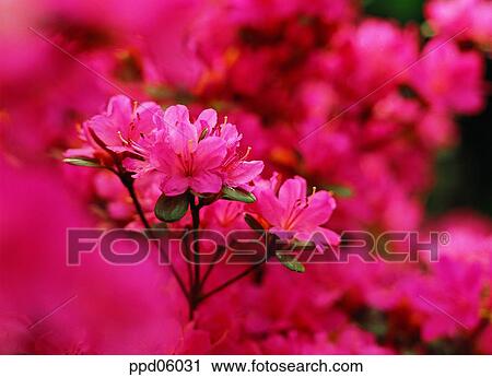 flower, flower image, day, spring, spring flower, pink color View Large Photo Image Stock Image - flower, flower image, day, spring, spring flower, pink color. Fotosearch