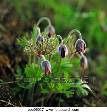 flower, flower image, day, spring, spring flower, plant View Large Photo Image Stock Photo - flower, flower image, day, spring, spring flower, plant. Fotosearch