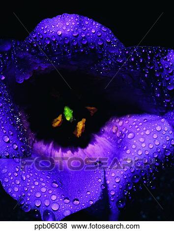 flower, flower image, day, water drop, purple, plant View Large Photo Image Stock Photo - flower, flower image, day, water drop, purple, plant. Fotosearch