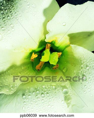 flower, flower image, day, water drop, plant, outdoor View Large Photo Image Stock Photo - flower, flower image, day, water drop, plant, outdoor. Fotosearch