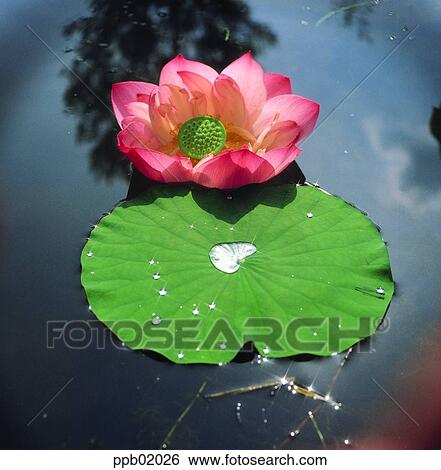 flower, flower image, day, water drop, plant, outdoor View Large Photo Image Stock Photograph - flower, flower image, day, water drop, plant, outdoor. Fotosearch