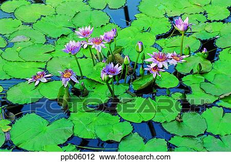 Stock Image - flower, flower image, day, water lily, pond lily, plant. Fotosearch