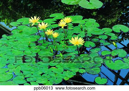 flower, flower image, day, water lily, pond lily, plant View Large Photo Image Stock Image - flower, flower image, day, water lily, pond lily, plant. Fotosearch