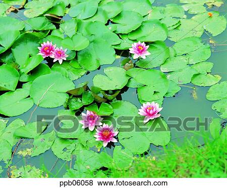 flower, flower image, day, water lily, pond lily, plant View Large Photo Image Stock Photo - flower, flower image, day, water lily, pond lily, plant. Fotosearch