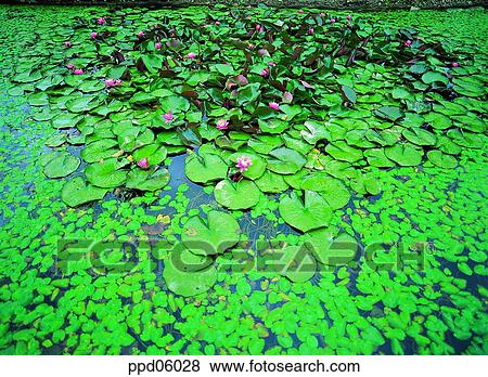 flower, flower image, day, water lily, pond lily, water plant View Large Photo Image Stock Photo - flower, flower image, day, water lily, pond lily, water plant. Fotosearch
