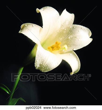 flower, flower image, day, white lily, plant, outdoor View Large Photo Image Picture - flower, flower image, day, white lily, plant, outdoor. Fotosearch