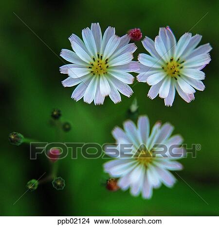 flower, flower image, day, wild flower, field flower, plant View Large Photo Image Picture - flower, flower image, day, wild flower, field flower, plant. Fotosearch