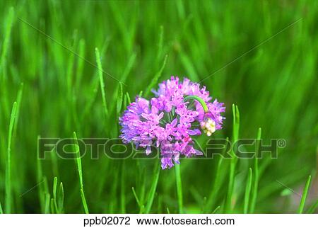 flower, flower image, day, wild flower, field flower, Alliumtuberosum, Buchu flower View Large Photo Image Stock Image - flower, flower image, day, wild flower, field flower, Alliumtuberosum, Buchu flower. Fotosearch
