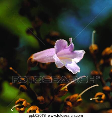 flower, flower image, day, wild flower, field flower, plant View Large Photo Image Stock Photo - flower, flower image, day, wild flower, field flower, plant. Fotosearch