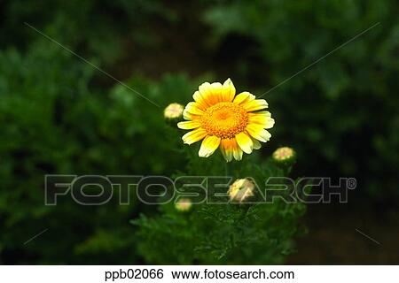 Stock Photograph - flower, flower image, day, wild flower, field flower, plant. Fotosearch
