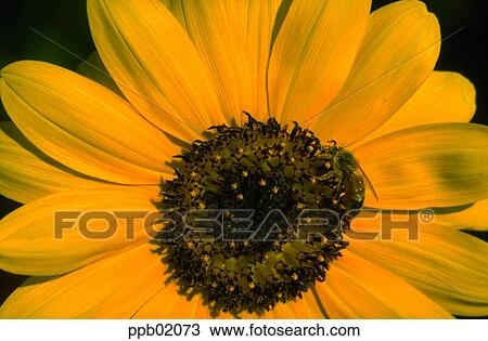 Stock Image - flower, flower image, day, yellow color, cone flower, plant. Fotosearch