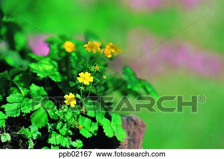 flower, flower image, day, yellow color, plant, outdoor View Large Photo Image Stock Photo - flower, flower image, day, yellow color, plant, outdoor. Fotosearch