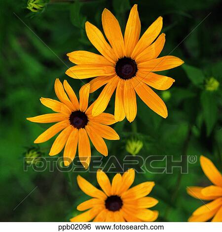 flower, flower image, day, yellow color, wild flower, field flower, cone flower View Large Photo Image Stock Photograph - flower, flower image, day, yellow color, wild flower, field flower, cone flower. Fotosearch