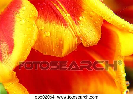 flower, flower image, flower leaf, water drop, plant, dew View Large Photo Image Picture - flower, flower image, flower leaf, water drop, plant, dew. Fotosearch