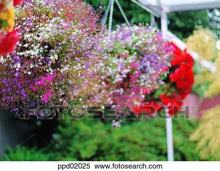 Stock Photography - flower, flower image, flower decoration, day, plant, outdoor. Fotosearch