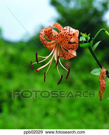 flower, flower image, lily, lily, day, plant View Large Photo Image Stock Photo - flower, flower image, lily, lily, day, plant. Fotosearch