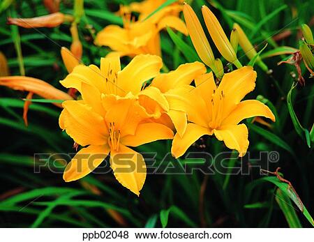 flower, flower image, lily, lily, day, yellow color View Large Photo Image Stock Photo - flower, flower image, lily, lily, day, yellow color. Fotosearch