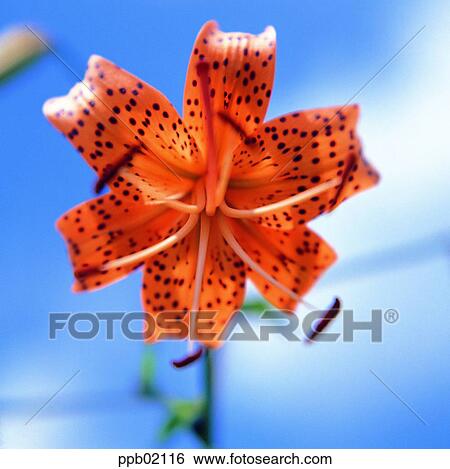 Stock Photograph - flower, flower image, lily, lily, day, plant. Fotosearch